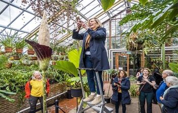 Floreció la rara “planta de pene” por primera vez en 25 años