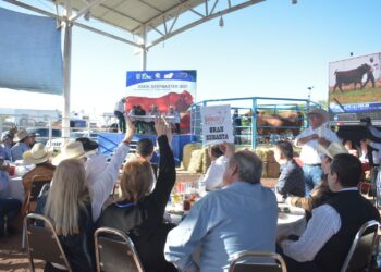 Subastan 20 ejemplares de beefmaster en Feria y Exposición Ganadera de Victoria
