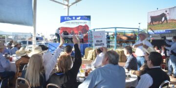 Subastan 20 ejemplares de beefmaster en Feria y Exposición Ganadera de Victoria