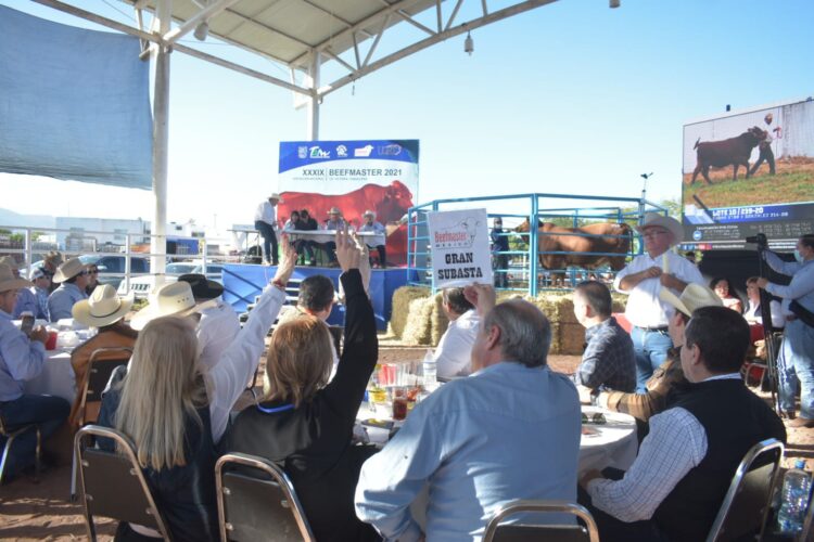Subastan 20 ejemplares de beefmaster en Feria y Exposición Ganadera de Victoria