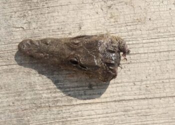 Hallan cocodrilo mutilado en calles de colonia Tancol