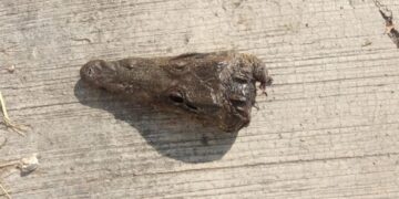 Hallan cocodrilo mutilado en calles de colonia Tancol