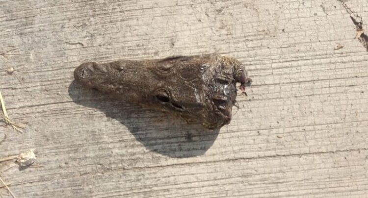 Hallan cocodrilo mutilado en calles de colonia Tancol