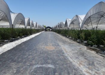 Solo el modelo agroindustrial garantiza la soberanía y seguridad alimentaria