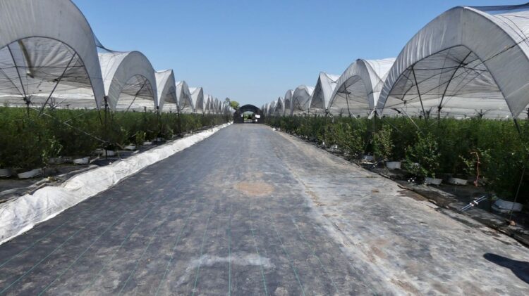 Solo el modelo agroindustrial garantiza la soberanía y seguridad alimentaria