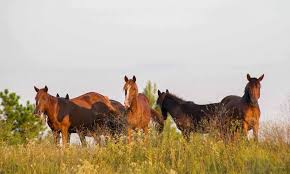 Australia sacrificará 10mil equinos.