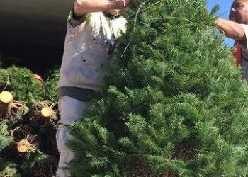 Revisa PROFEPA árboles navideños importados