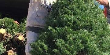 Revisa PROFEPA árboles navideños importados