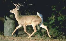 Inicia temporada de caza de venado cola blanca.