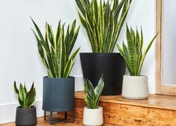 Lengua de Suegra con beneficios en interiores