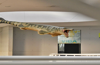 Llega una replica al Museo Tamux de un Mosasaurio