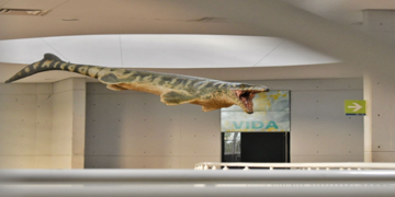 Llega una replica al Museo Tamux de un Mosasaurio