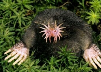 ¿Cuáles son algunos de los animales más raros del mundo?