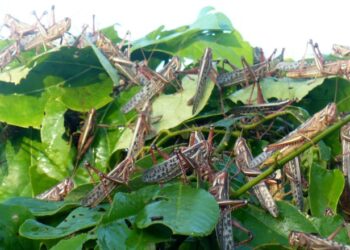 Plaga de langostas afectan huertas y cultivos en zona centro de Tamaulipas