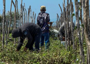 Denuncian manipulación de encuesta sobre glifosato por CONACYT Y Procuraduría Agraria