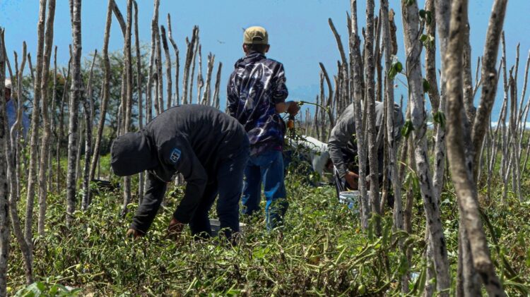Denuncian manipulación de encuesta sobre glifosato por CONACYT Y Procuraduría Agraria