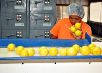 Exportadas 20 mil toneladas de limón italiano