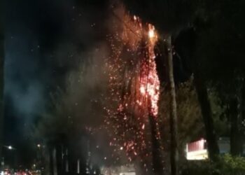 Diversión termina en susto: queman palmeras con fuegos artificiales