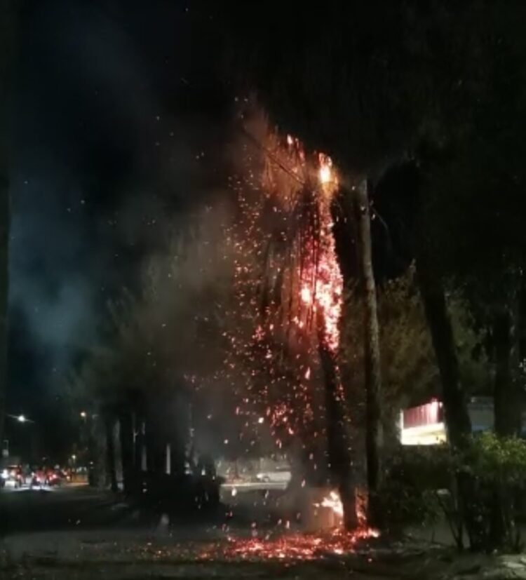 Diversión termina en susto: queman palmeras con fuegos artificiales