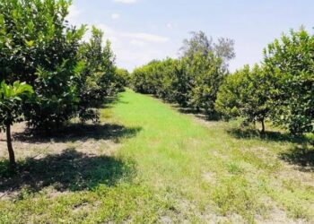 Pleito por agua entre productores de limón y CONAGUA