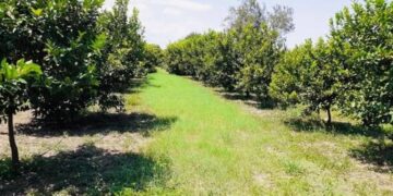 Pleito por agua entre productores de limón y CONAGUA