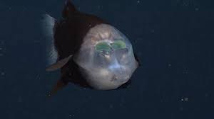 Extraña criatura es captada en Estados Unidos