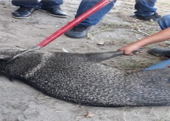 Jabalíes provocan movilización de cuerpos de emergencias en calles de Madero