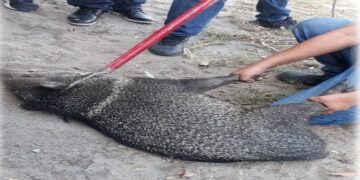 Jabalíes provocan movilización de cuerpos de emergencias en calles de Madero