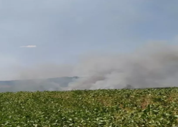Incendian cultivo de soja en alto Paraná