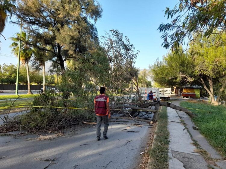 Retira Municipio ramas y árboles caídos tras ventisca