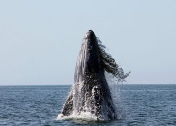 Ballena gris llega a Baja California Sur; avistan primeras 20