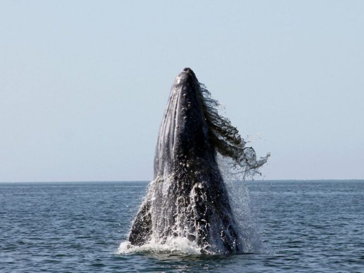 Ballena gris llega a Baja California Sur; avistan primeras 20