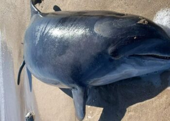Aparece delfín muerto en Playa Miramar