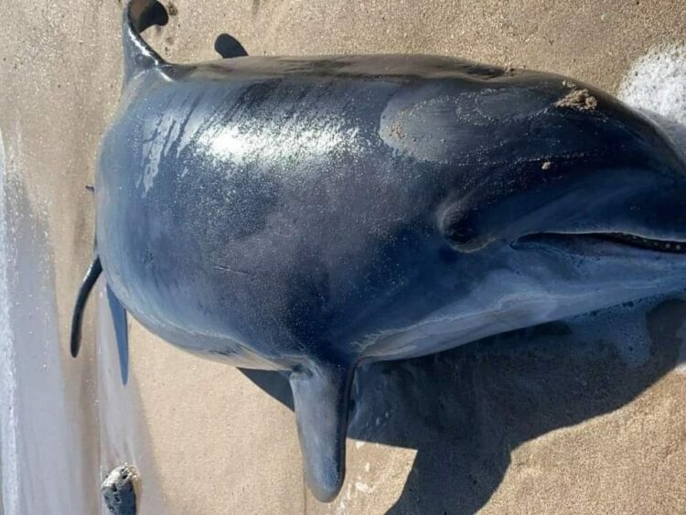 Aparece delfín muerto en Playa Miramar
