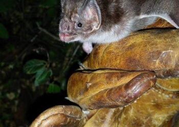 Detectan migración del murciélago vampiro del sur al norte de Tamaulipas