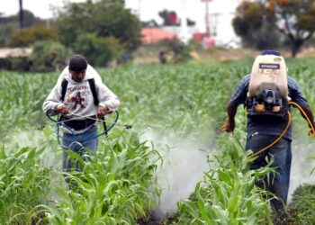 Cerrar puerta a glifosato podría encarecer aún más productos agrícolas
