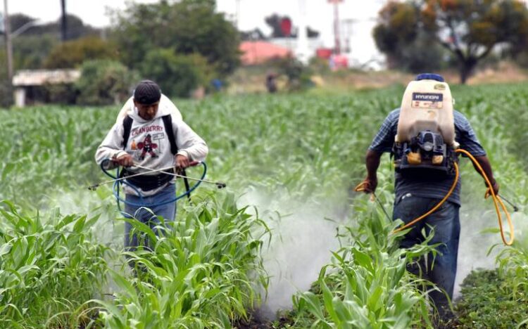 Cerrar puerta a glifosato podría encarecer aún más productos agrícolas