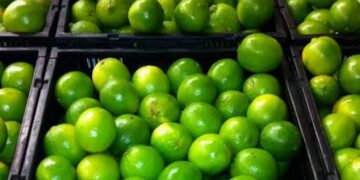 Prevén que limón seguirá caro al menos hasta febrero