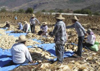 Planta epazote alternativa natural para control del gorgojo en el maíz