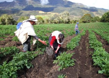 Importación de fertilizantes fuera de la ley pone en riesgo ventas al exterior de productos agrícolas
