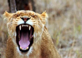 Leona despedaza a guardián en zoo de Irán y luego escapa