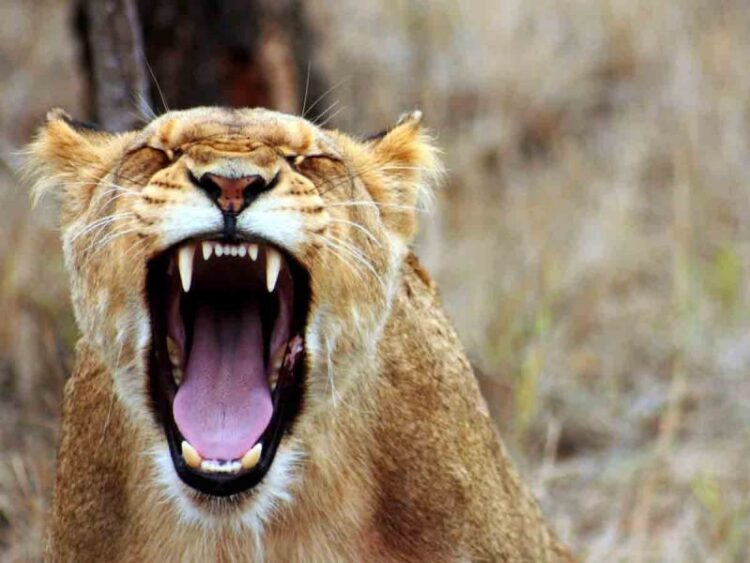 Leona despedaza a guardián en zoo de Irán y luego escapa