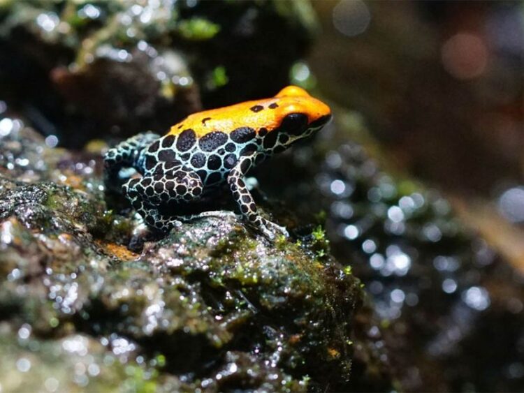 Mujer muere durante ritual con chamanes; ‘la curaron’ con veneno de rana