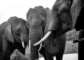 Mujer y bebé mueren pisoteados por un elefante en Zimbabue