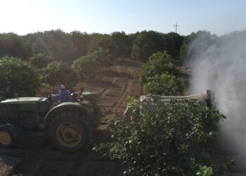 Combaten plaga de langosta en 12 mil hectáreas de cultivos en Tamaulipas