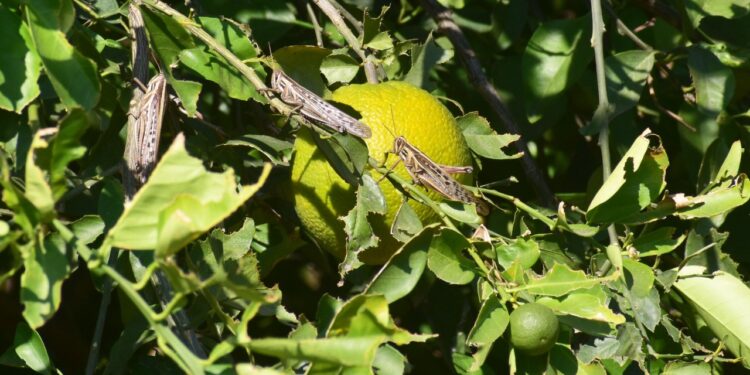 Combaten plaga de langosta en 12 mil hectáreas de cultivos en Tamaulipas