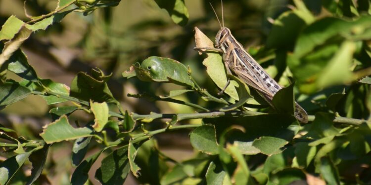 Combaten plaga de langosta en 12 mil hectáreas de cultivos en Tamaulipas