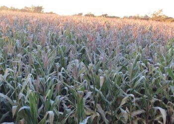 Daños mínimos en sorgo por heladas