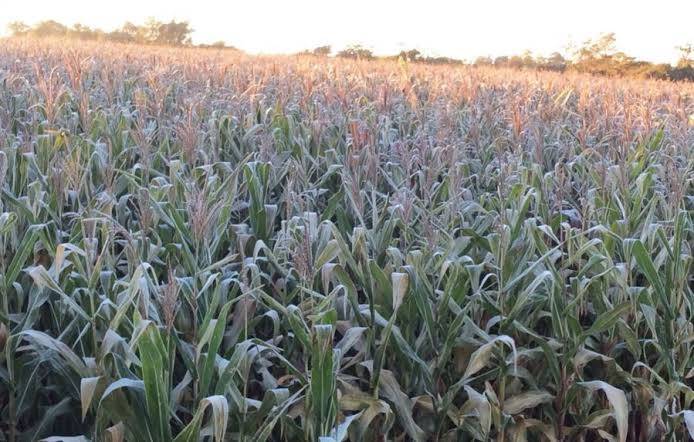 Daños mínimos en sorgo por heladas
