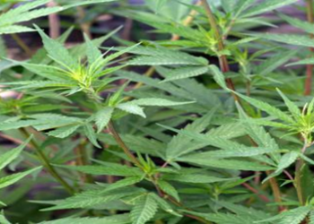 Descubren que la mariguana puede anular daños del COVID-19